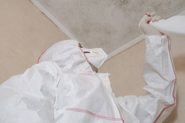 Best Residential Mold Remediation in Brook Park, OH
