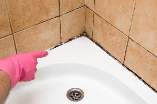Best Crawl Space Mold Remediation in Brook Park, OH