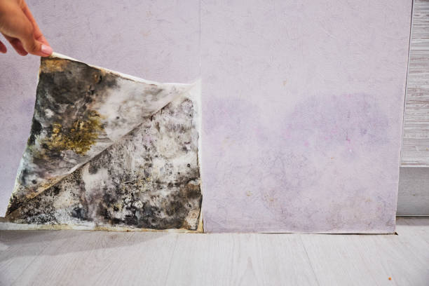 Best Localized Mold Remediation (e.g., coastal areas, humid climates) in Brook Park, OH